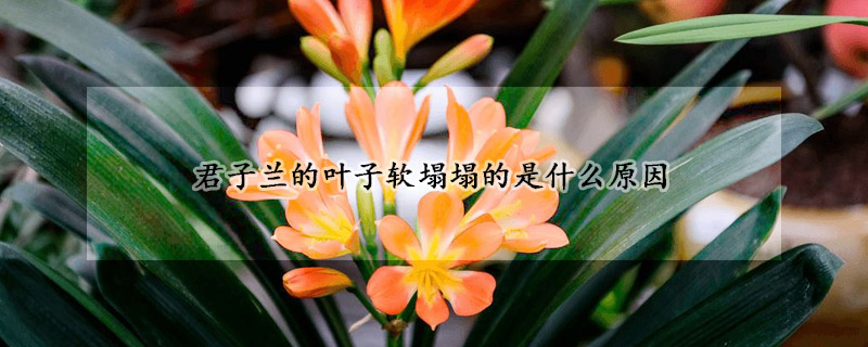 君子蘭的葉子軟塌塌的是什麼原因