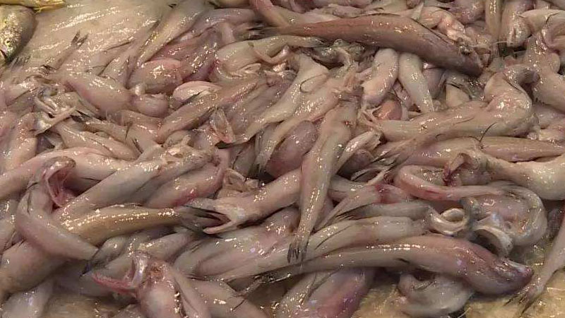 豆腐魚是什麼魚