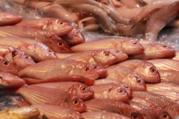 豆腐魚是什麼魚