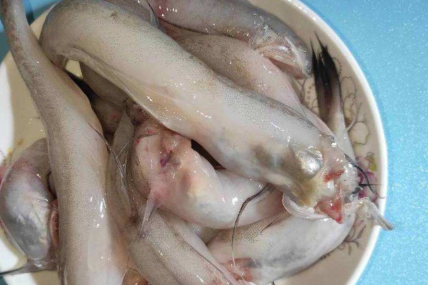 豆腐魚是什麼魚
