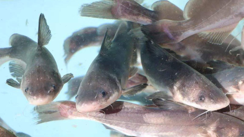 回魚是什麼魚