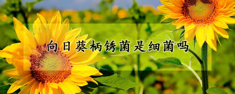 向日葵柄鏽菌是細菌嗎