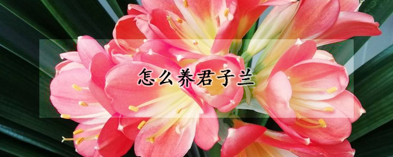 怎麼養君子蘭