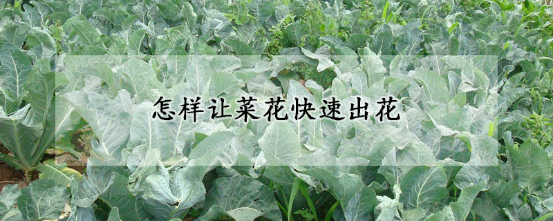 怎樣讓菜花快速出花
