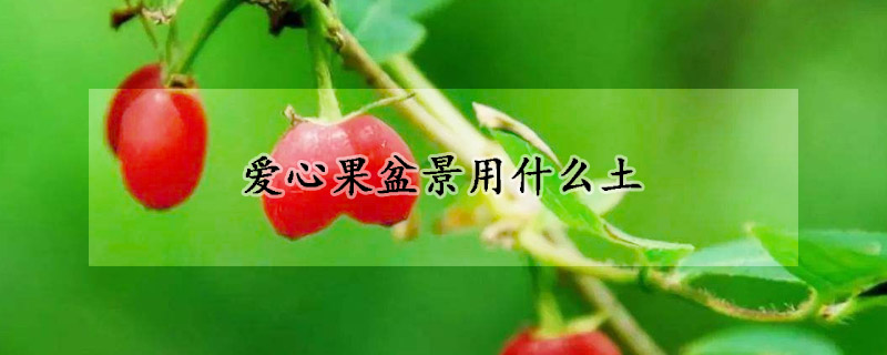 愛心果盆景用什麼土