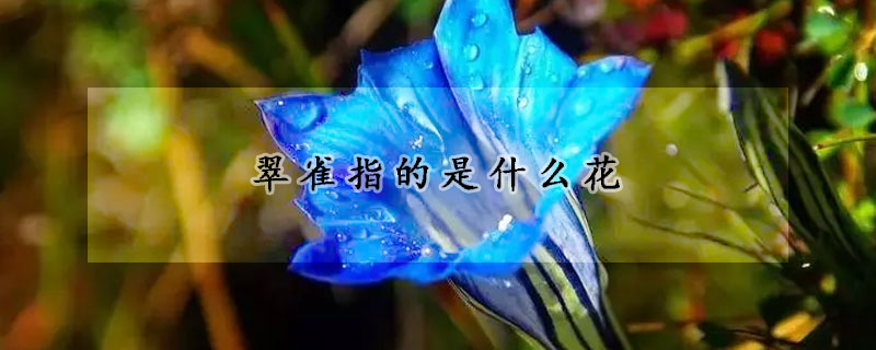 翠雀指的是什麼花