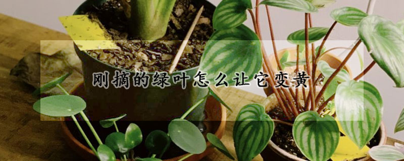 剛摘的綠葉怎麼讓它變黃