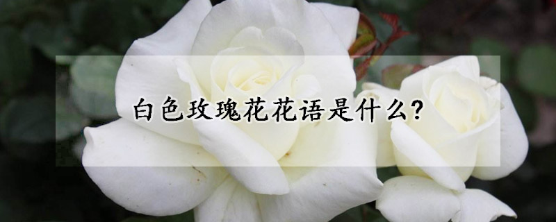 白色玫瑰花花語是什麼?