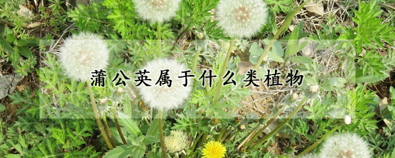 蒲公英屬於什麼類植物