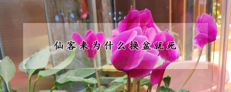 仙客來為什麼換盆就死