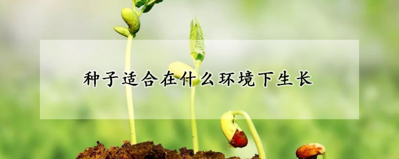 種子適合在什麼環境下生長