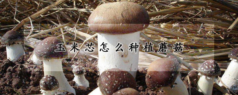 玉米芯怎麼種植蘑菇