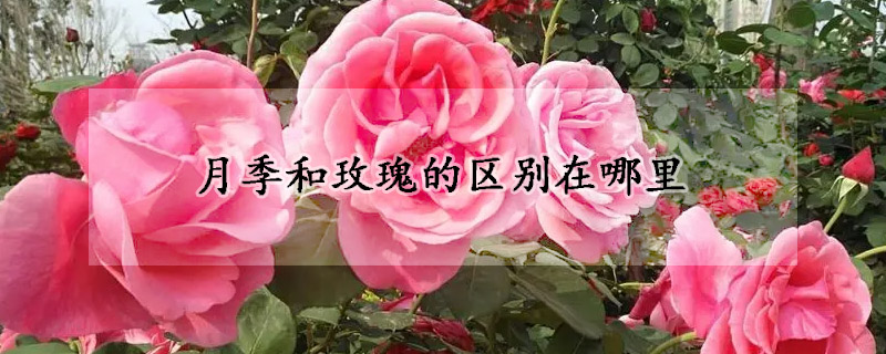 月季和玫瑰的區別在哪裏