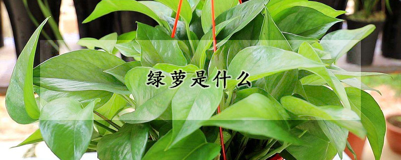 綠蘿是什麼