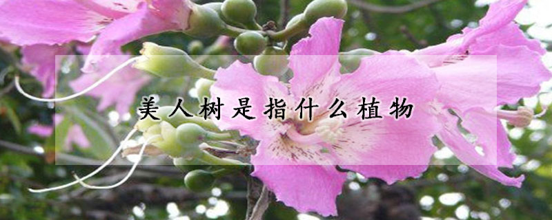 美人樹是指什麼植物
