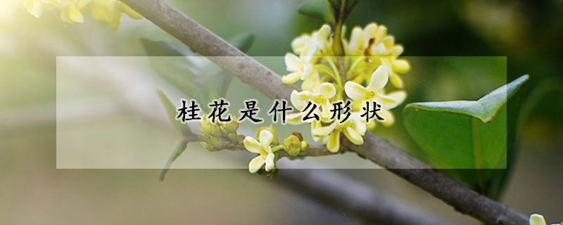 桂花是什麼形狀