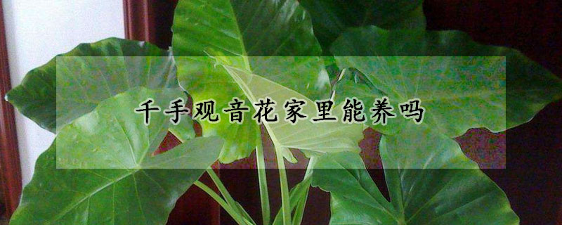 千手觀音花家裏能養嗎