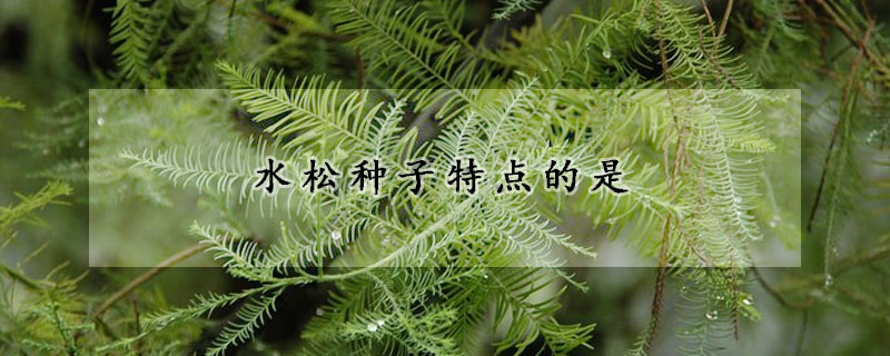 水鬆種子特點的是