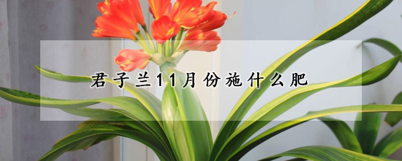 君子蘭11月份施什麼肥