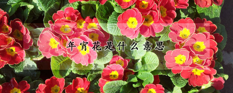 年宵花是什麼意思