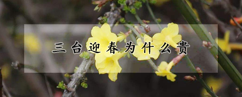 三台迎春為什麼貴