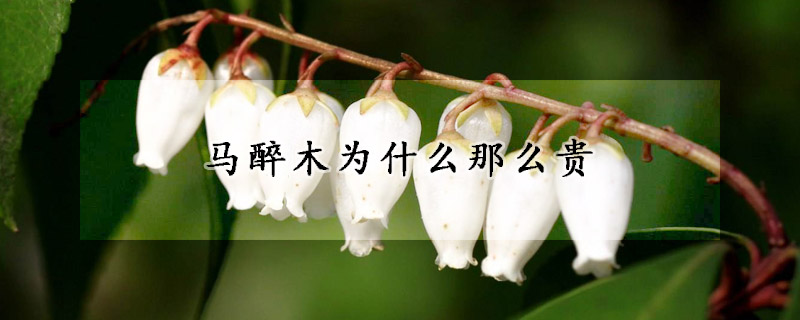 馬醉木為什麼那麼貴