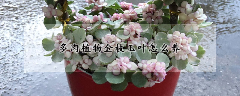 多肉植物金枝玉葉怎麼養