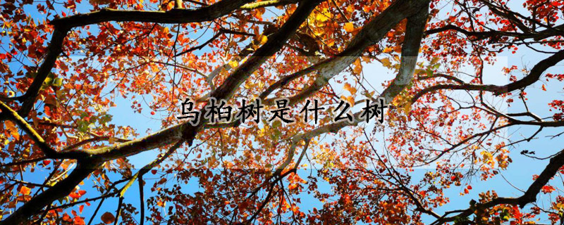 烏桕樹是什麼樹