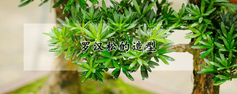 羅漢鬆的造型