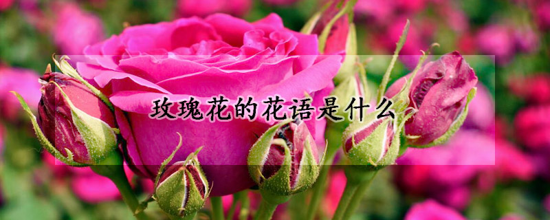 玫瑰花的花語是什麼
