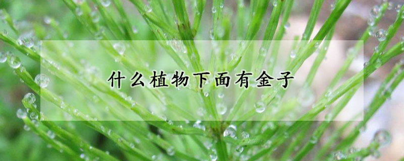 什麼植物下麵有金子