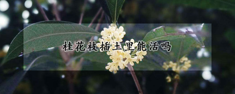桂花枝插土裏能活嗎