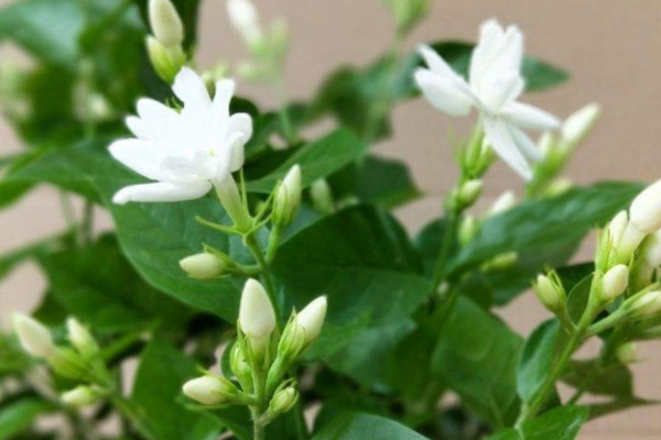 茉莉養在家裏不吉利嗎 家裏養茉莉好嗎