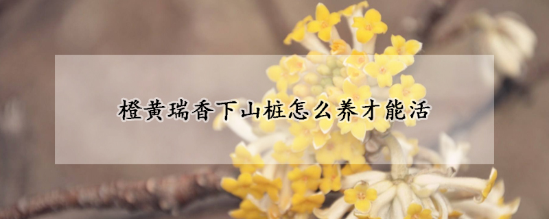 橙黃瑞香下山樁怎麼養才能活