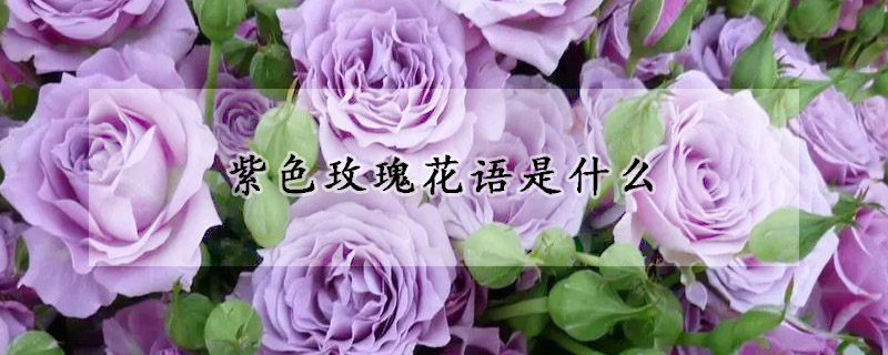 紫色玫瑰花語是什麼
