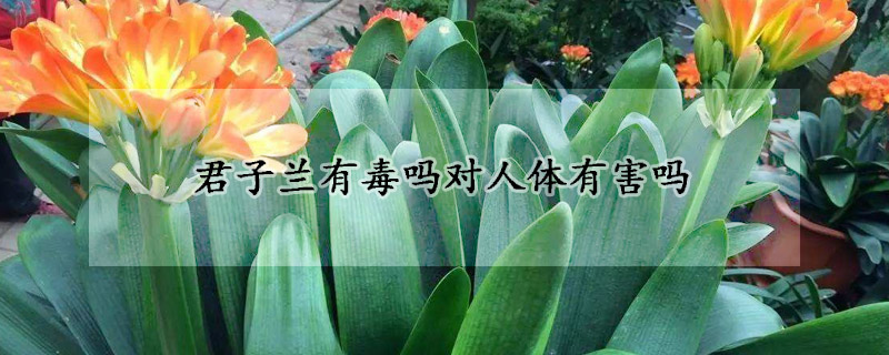 君子蘭有毒嗎對人體有害嗎