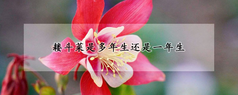 耬鬥菜是多年生還是一年生