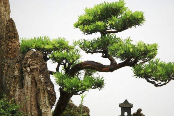 屋前屋後忌種什麼樹 屋前和屋後不能種什麼樹