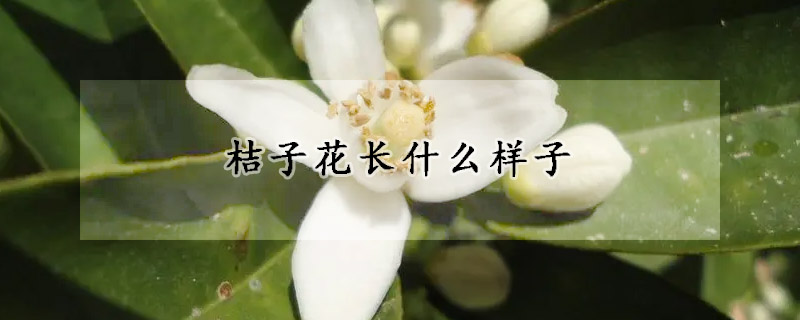 桔子花長什麼樣子