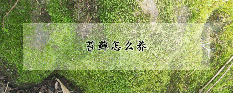 苔蘚怎麼養
