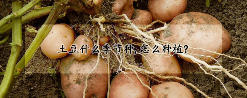 土豆什麼季節種,怎麼種植?