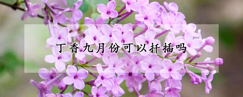 丁香九月份可以扡插嗎