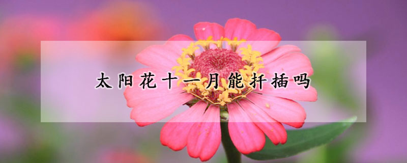 太陽花十一月能扡插嗎