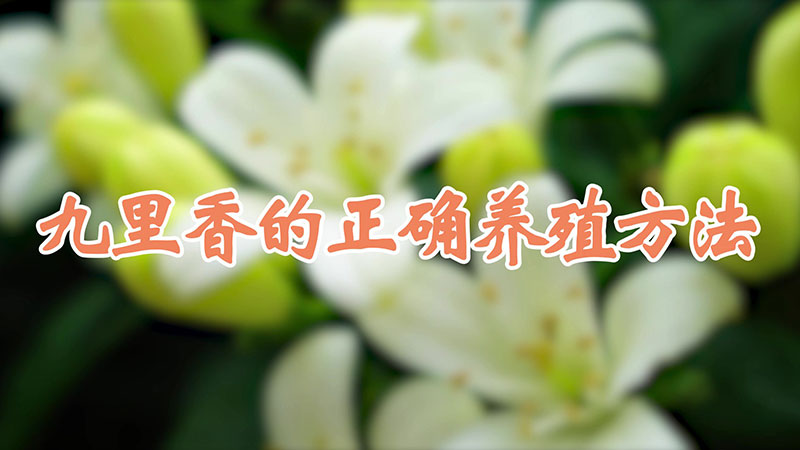 九裏香的正確養殖方法