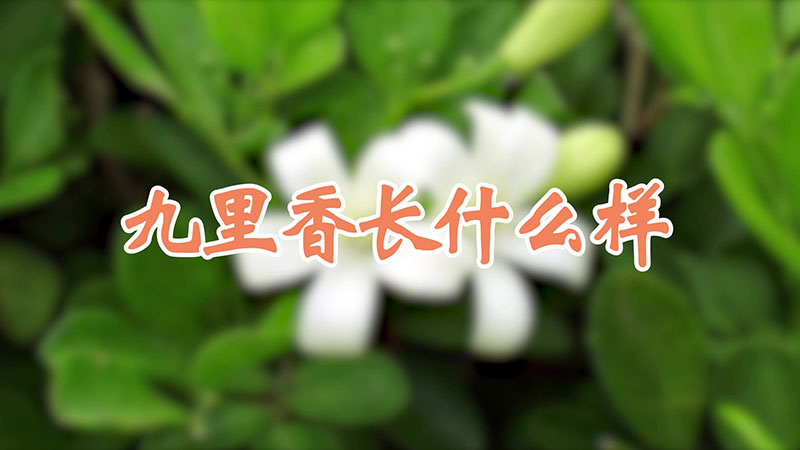 九裏香長什麼樣