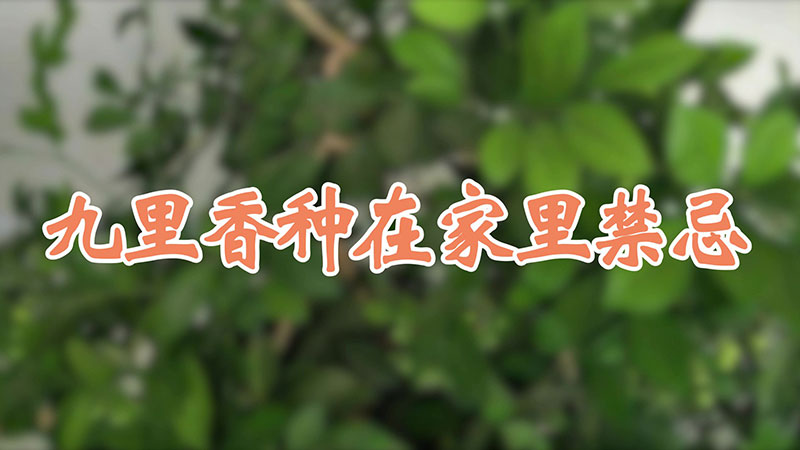 九裏香種在家裏禁忌