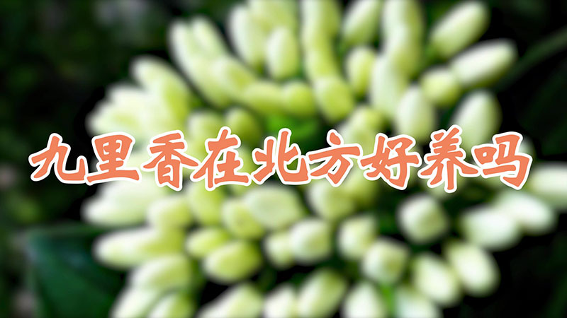 九裏香在北方好養嗎