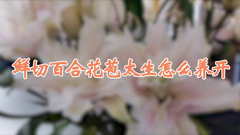 鮮切百合花苞太生怎麼養開