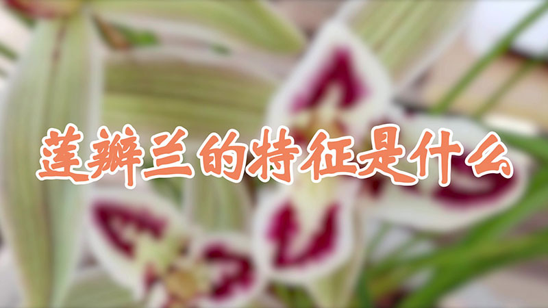 蓮瓣蘭的特征是什麼