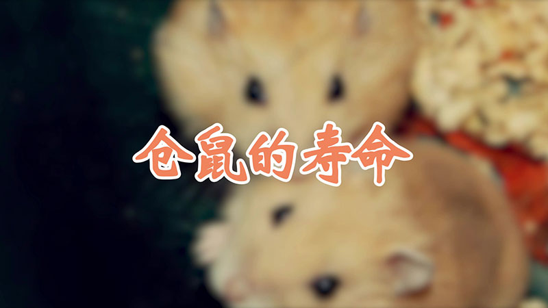 倉鼠的壽命